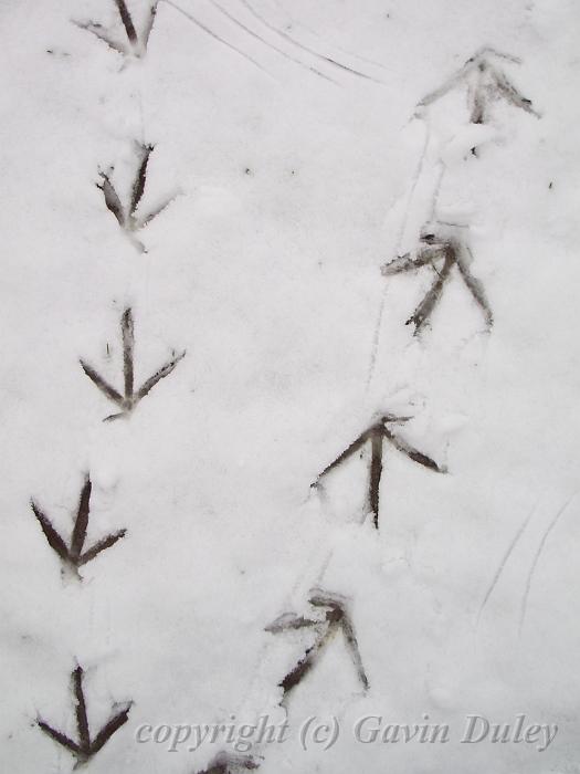 Bird footprints, Snow, Greenwich Park IMGP7578p.JPG
